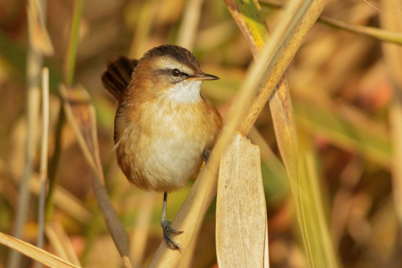 Forapaglie castagnolo (Acrocephalus melanopogon)